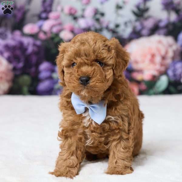 Teddy, Miniature Poodle Puppy